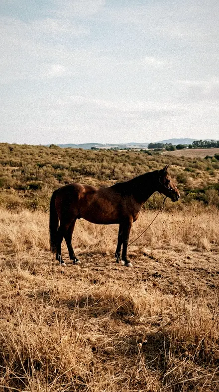Graded with Land, Light and Seasons: Late sun on the field